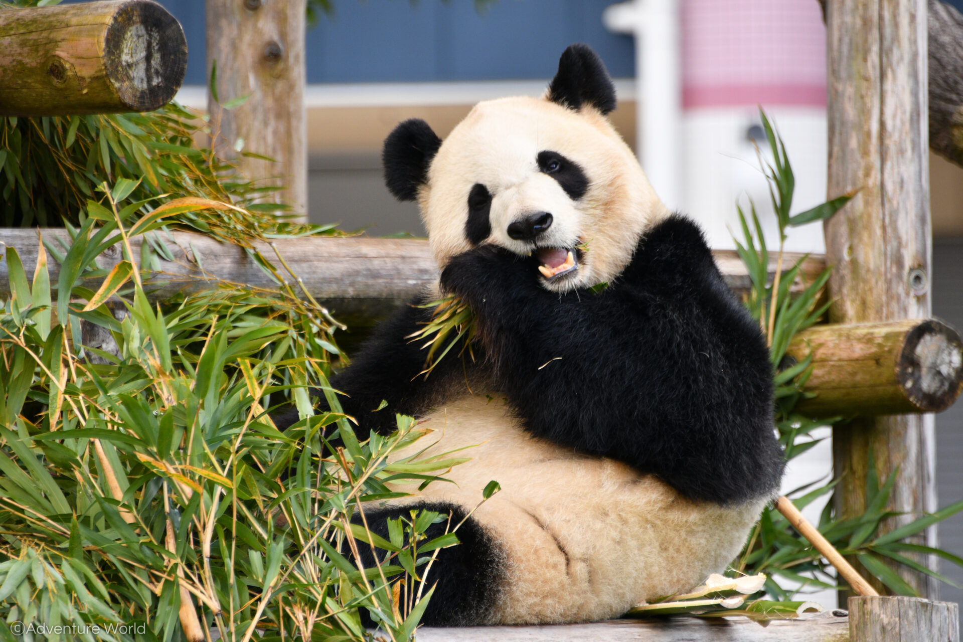 専用　シャンシャン　彩浜　楓浜 彩浜 | 紀南Good